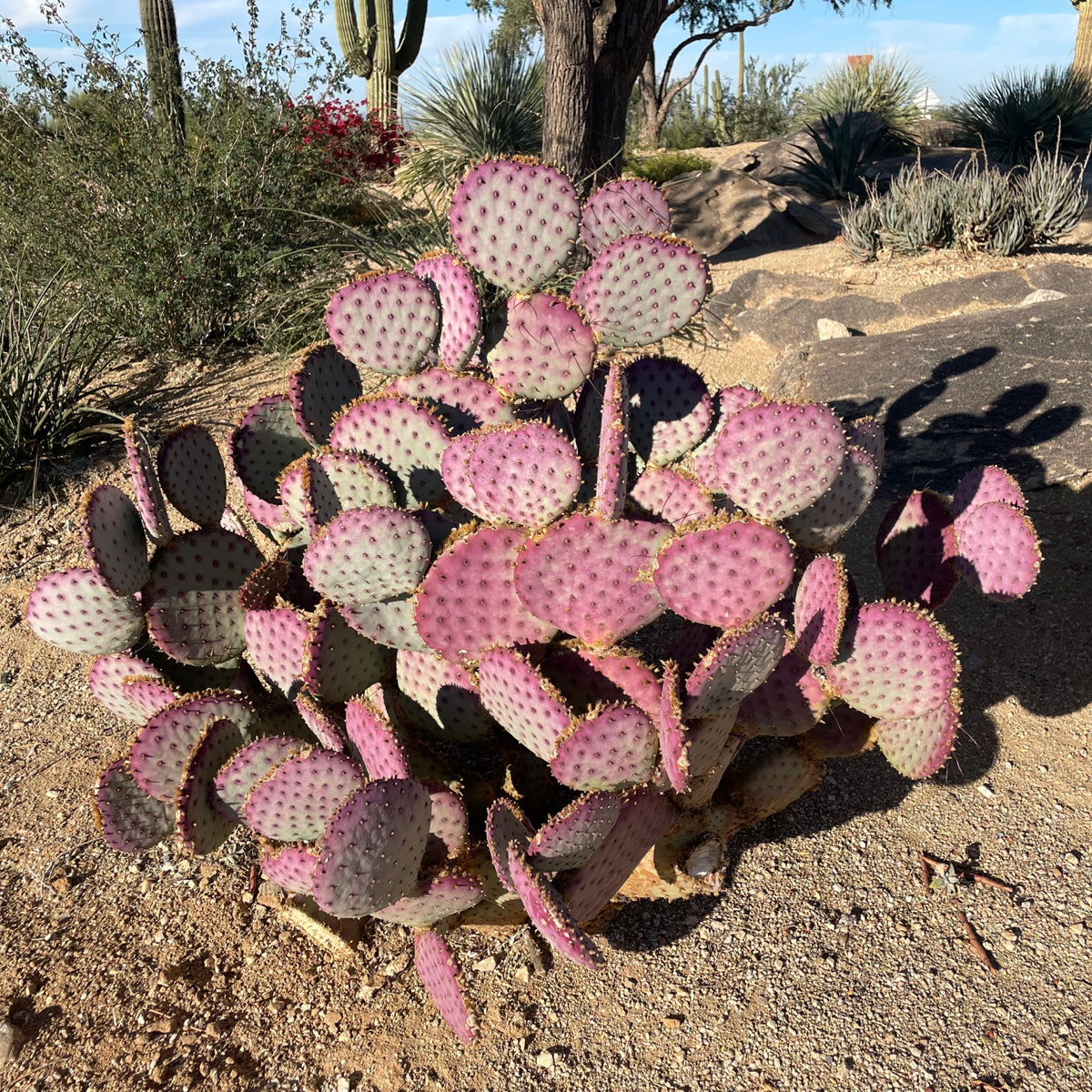 Large Purple Santa Rita Prickly Pear Opuntia Cactus Plant in a Xeriscape Landscape
