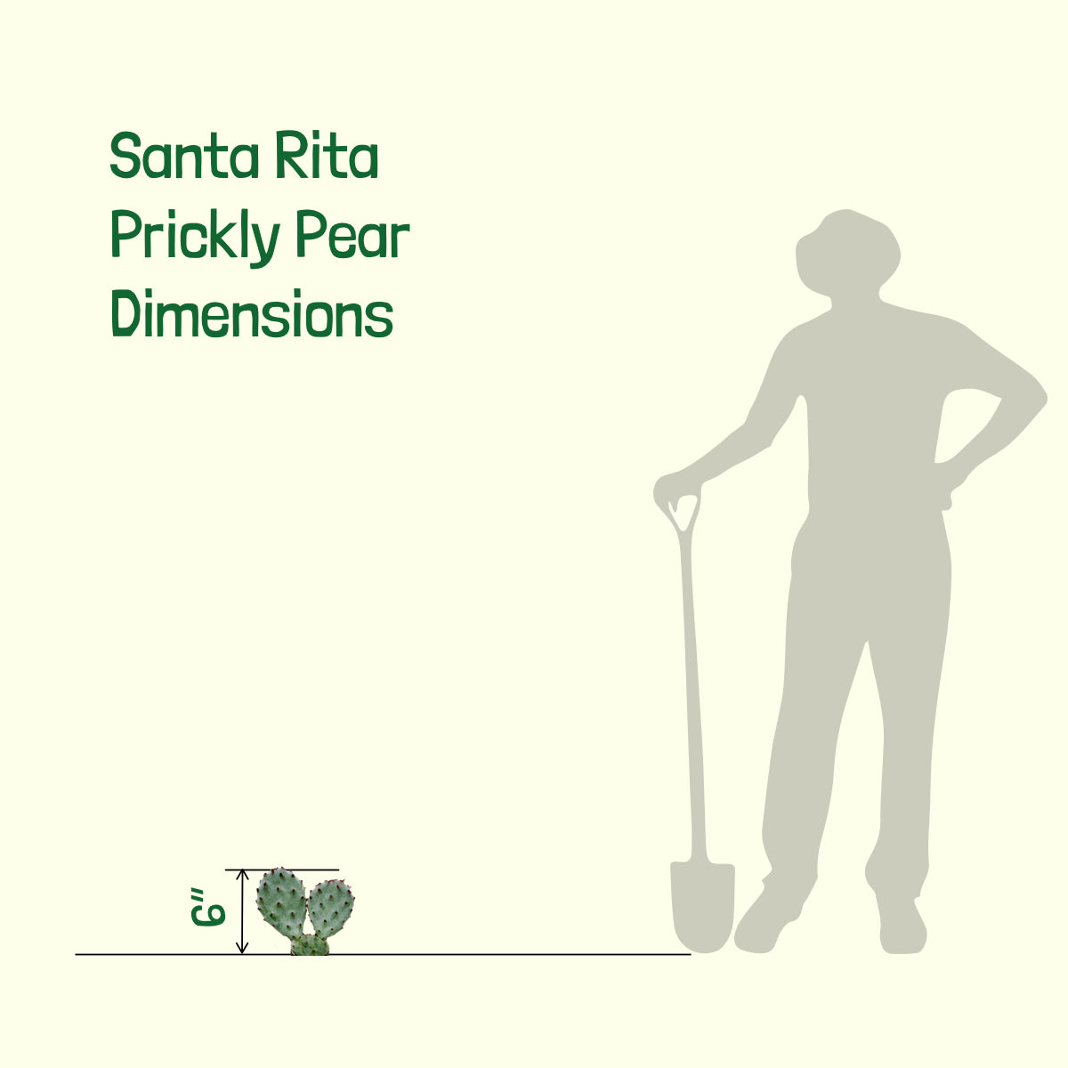 Size of our One Gallon Purple Opuntia Santa Rita Prickly Pear Cactus Plant for Sale Online