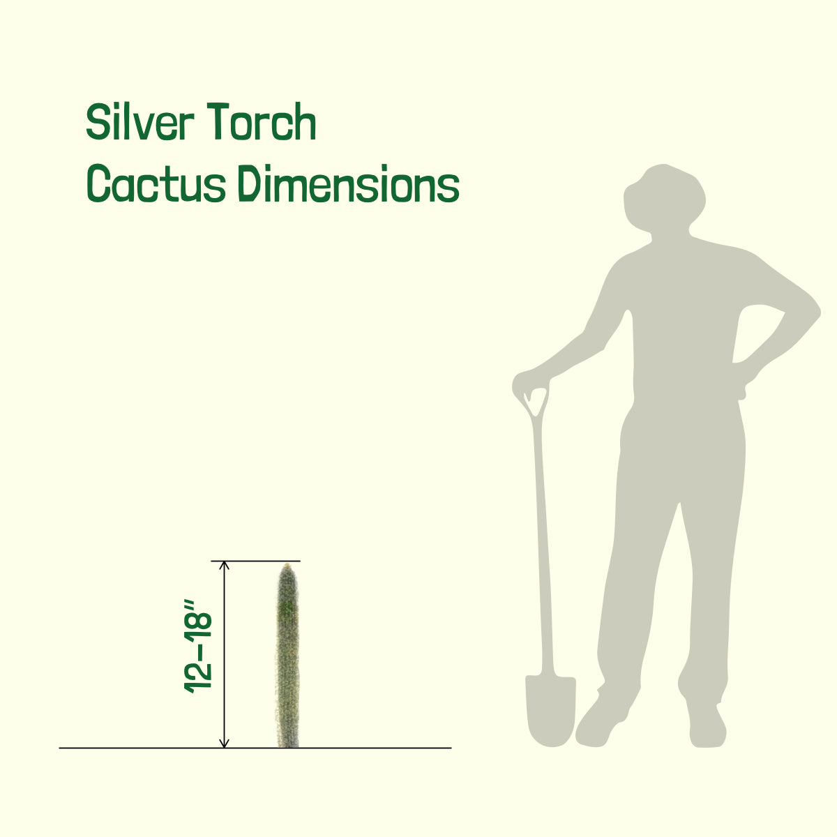 Dimensions of our Silver Torch "Snow Pole" Cleistocactus Straussi Cactus Plant for Sale Online