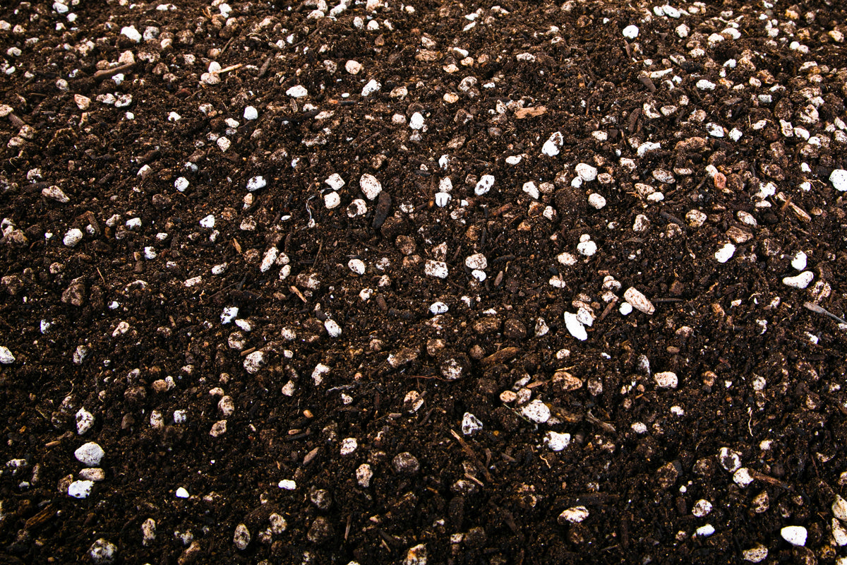Close up of Our Cactus and Succulent Plant Soil Available For Sale Online