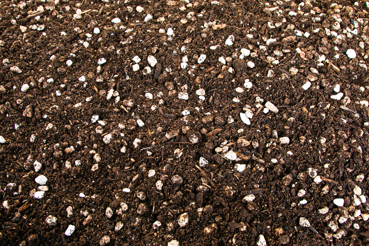 Close up of Our Cactus and Succulent Plant Soil Available For Sale Online