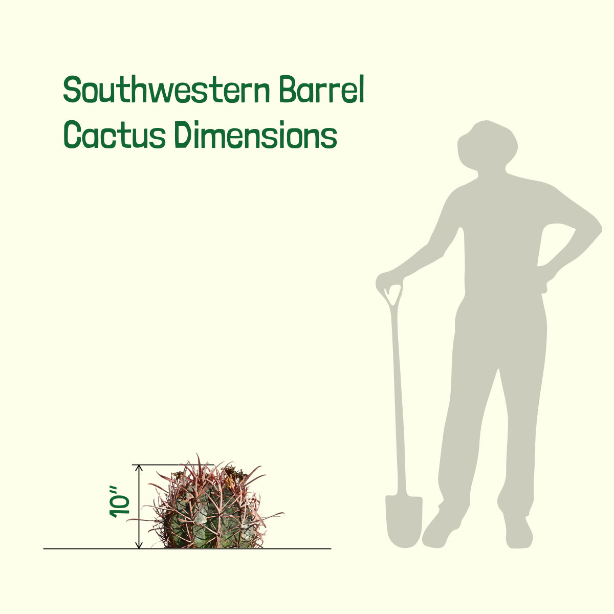Size of our Southwest fish-hook Barrel Cactus Ferocactus wislizenii For Sale Online in a 5gal Cactus Nursery Pot