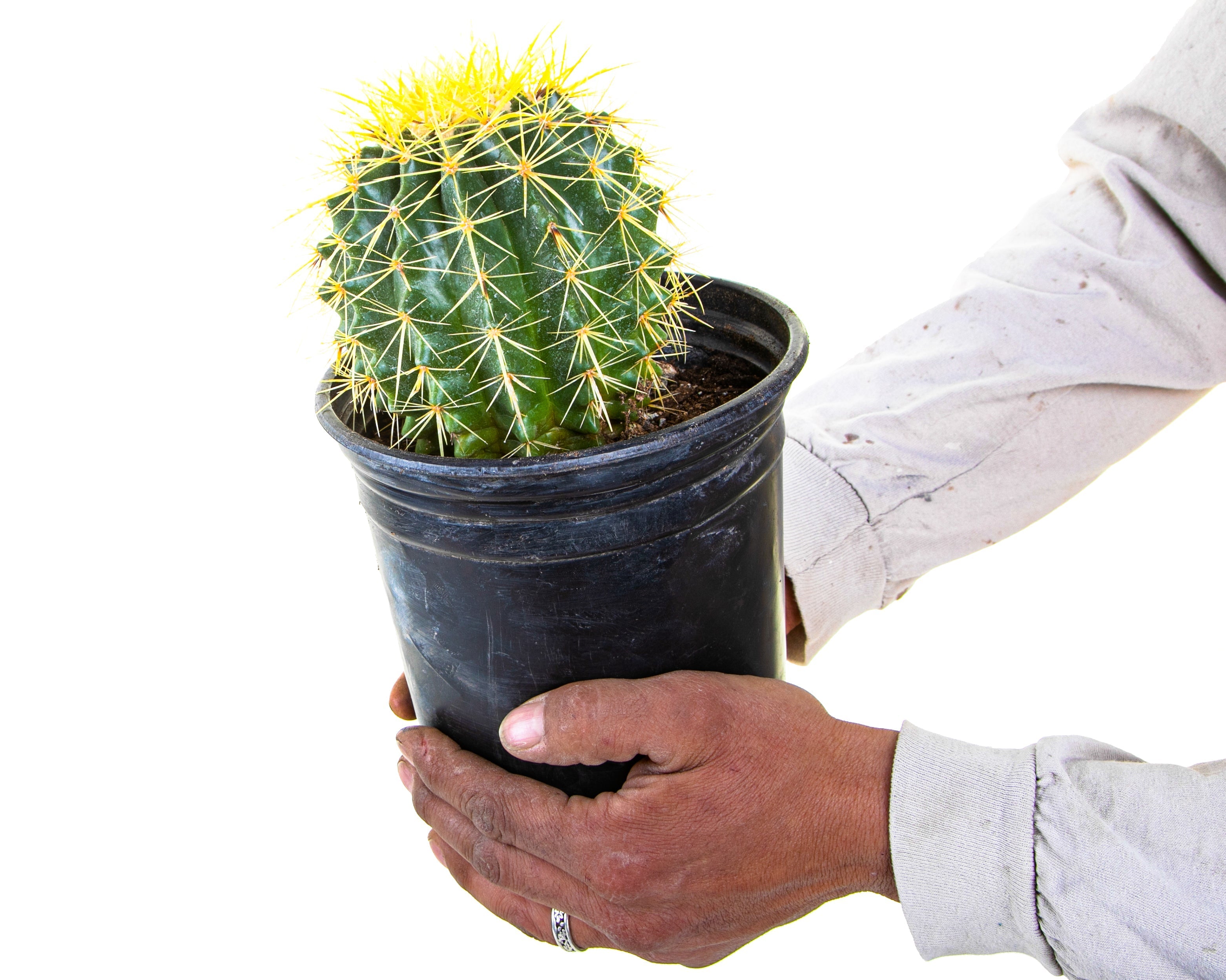 rhipsalis cactus Chain Cactus 'Rhipsalis paradoxa'