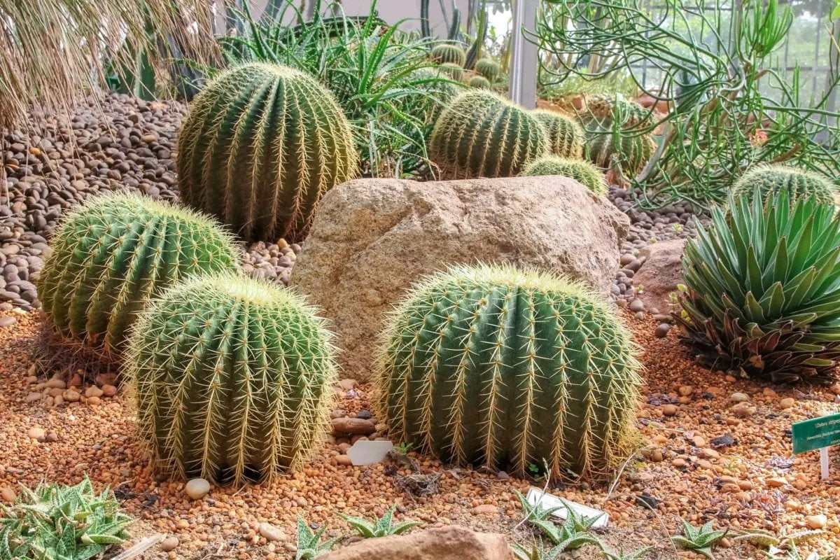 Why are Large Cacti and Succulents so Expensive?