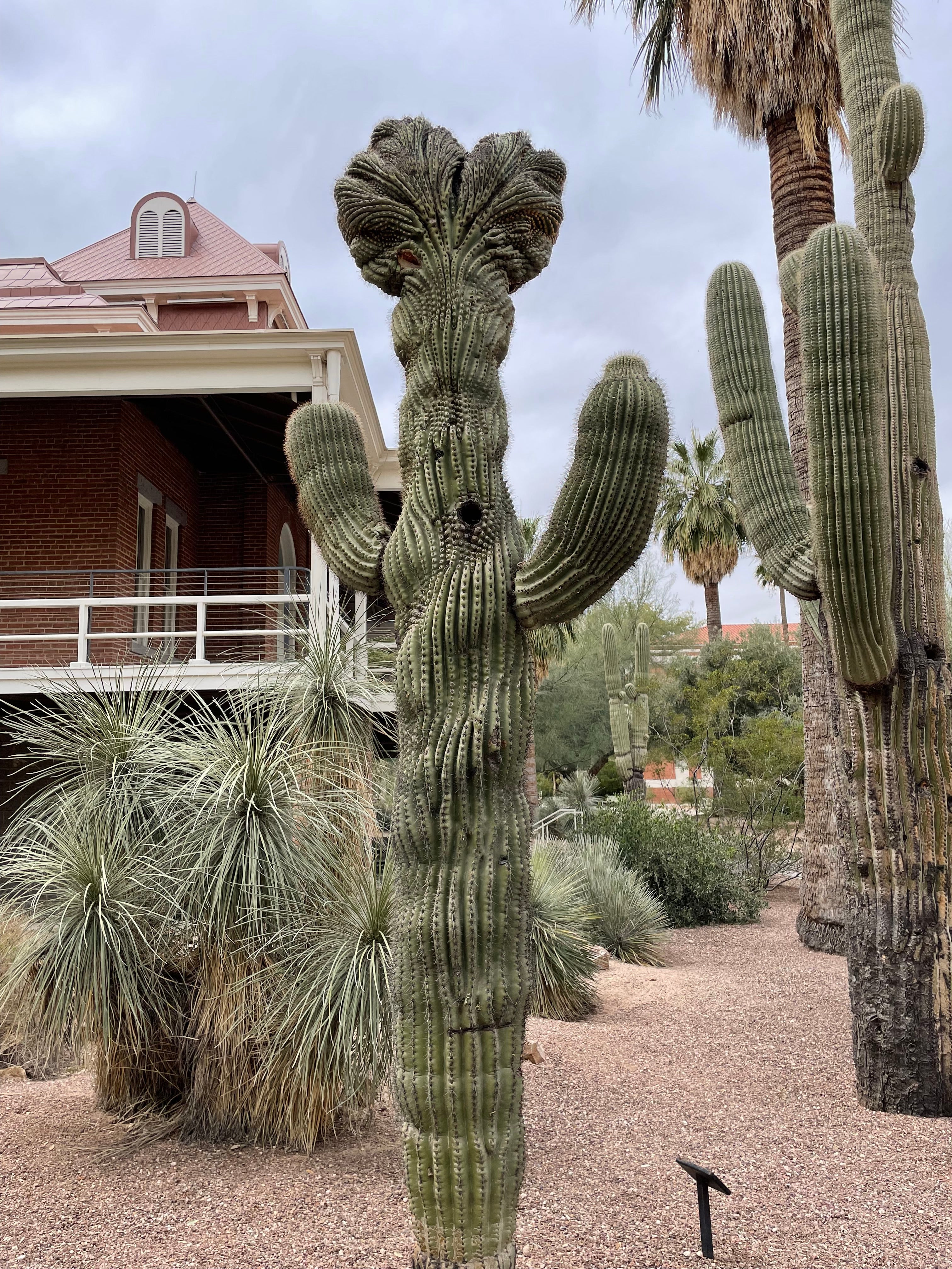 Cacti of the Sonoran Desert - The Cactus Outlet