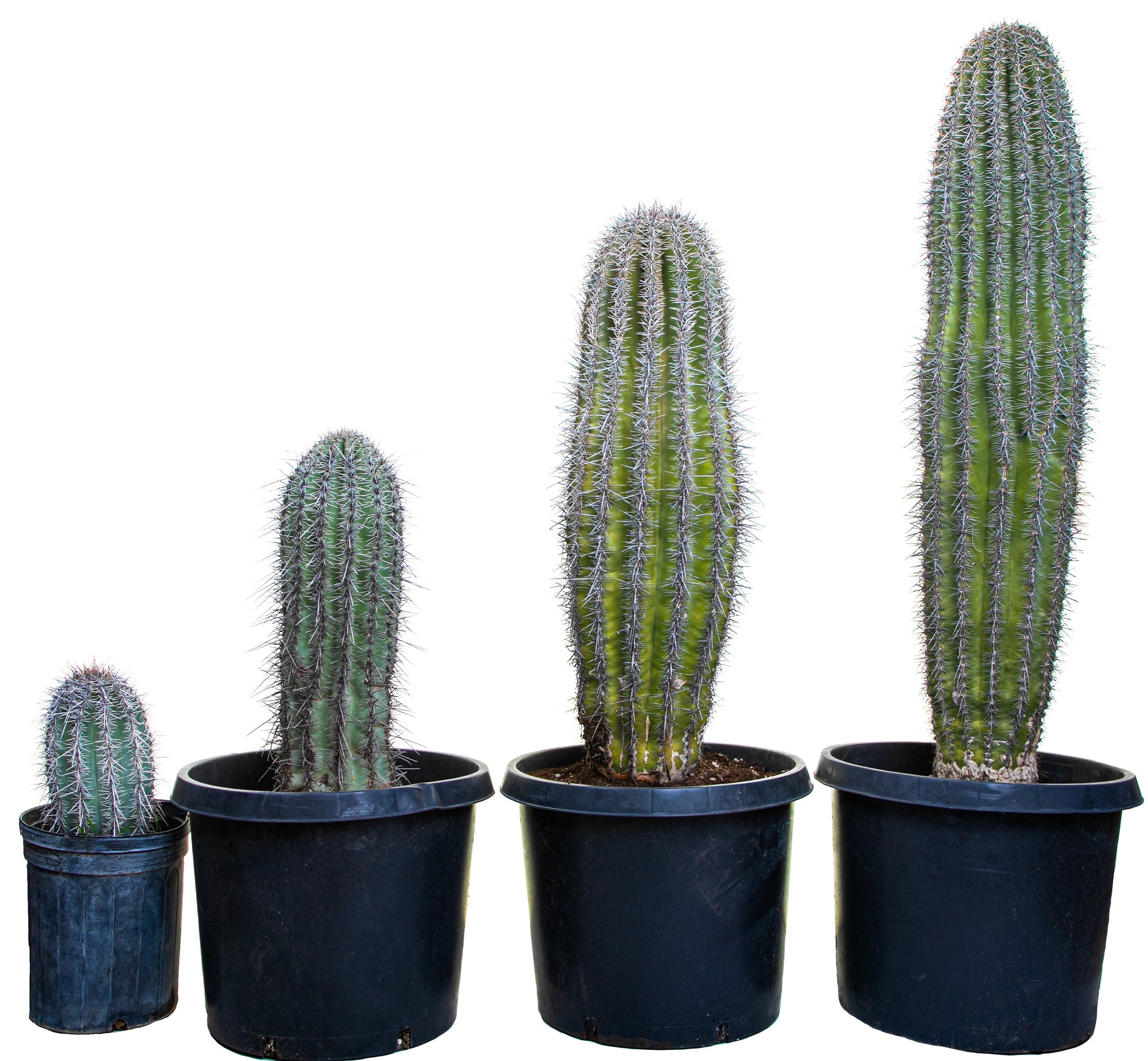 Growing a Saguaro at Home: Expert Care Tips for This Desert Icon