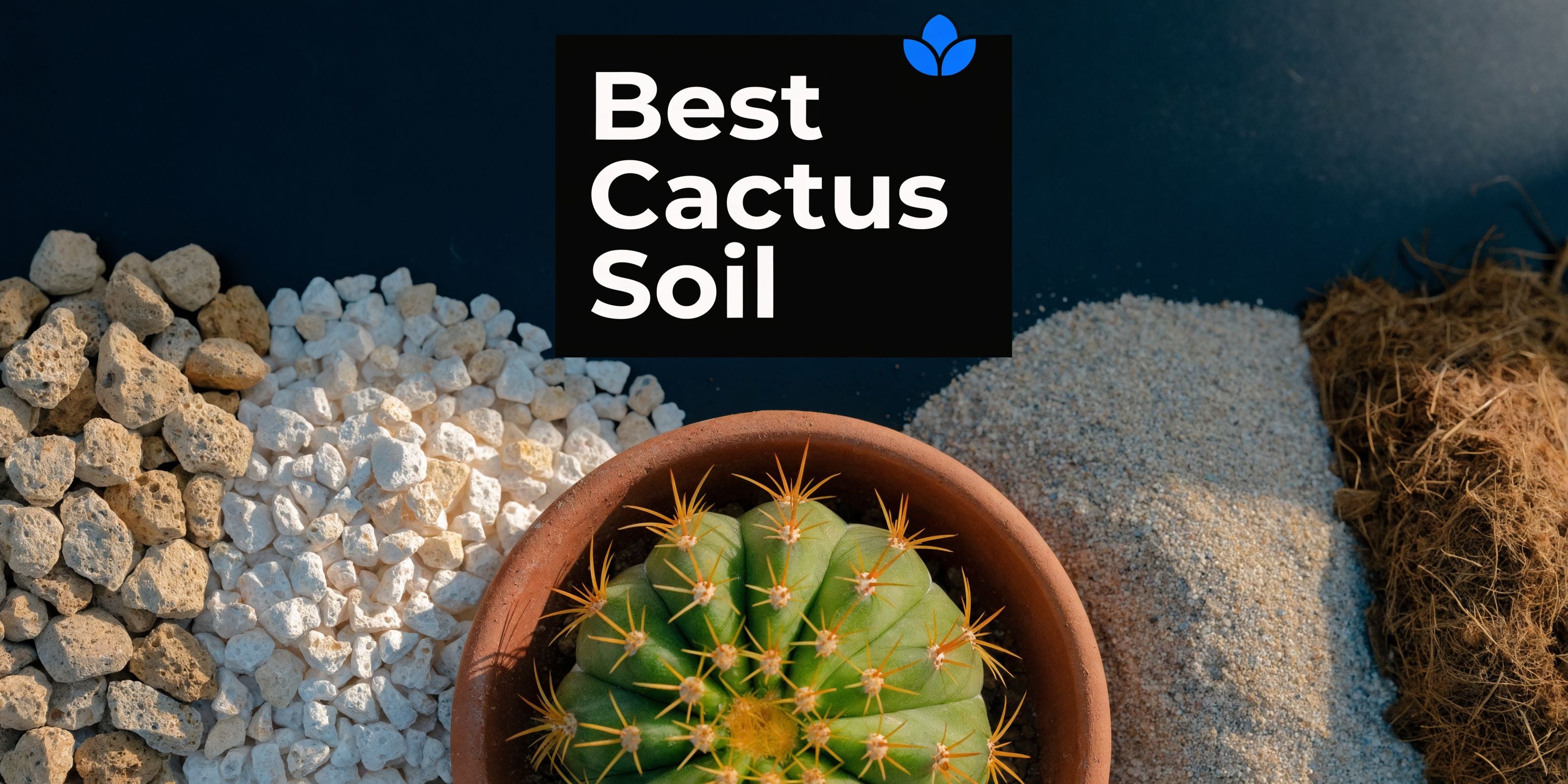 Best Soil for Potted Cactus: A Pro's Guide (2026) - The Cactus Outlet