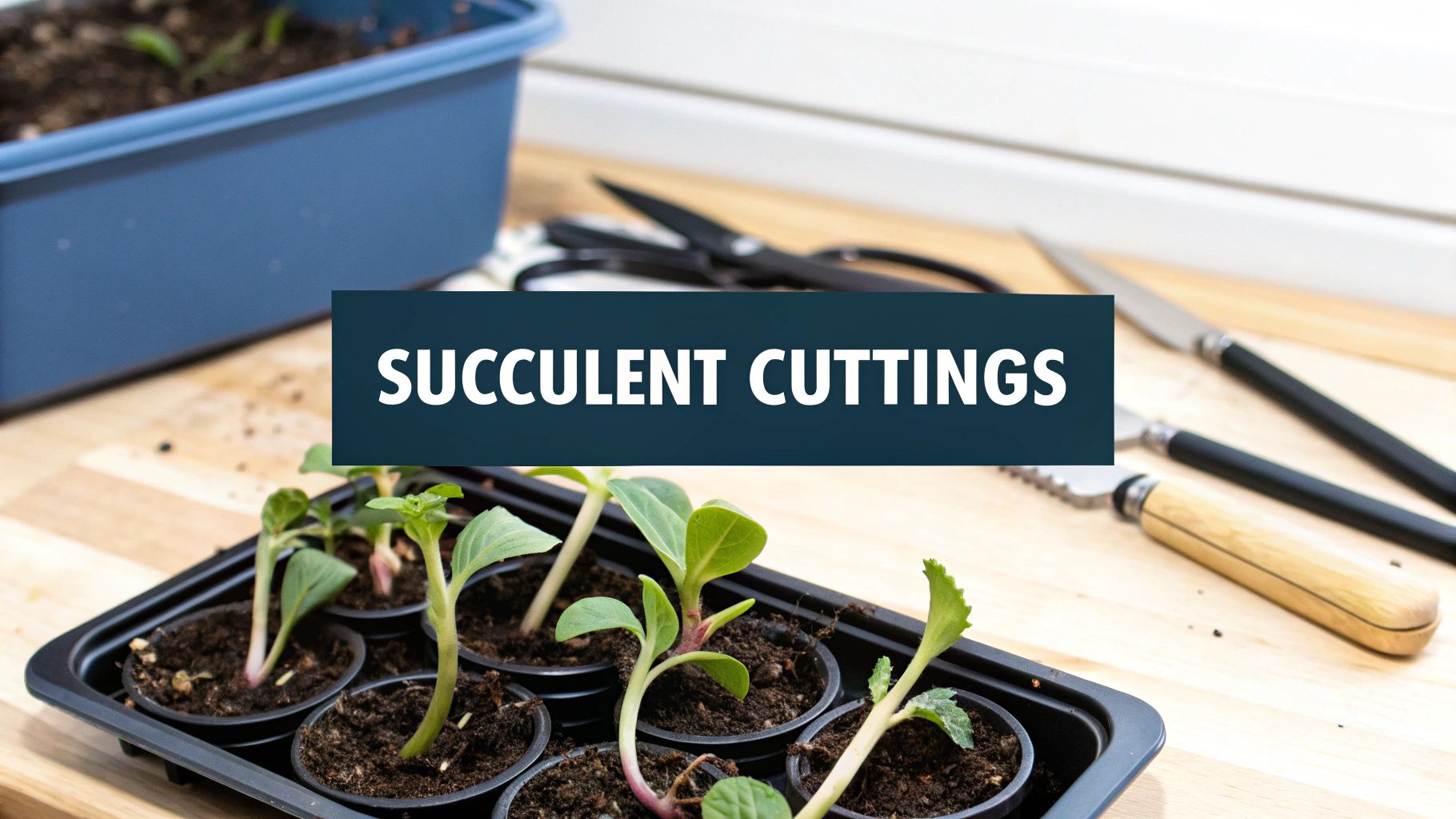 Propagating Succulents From Cuttings for Beginners