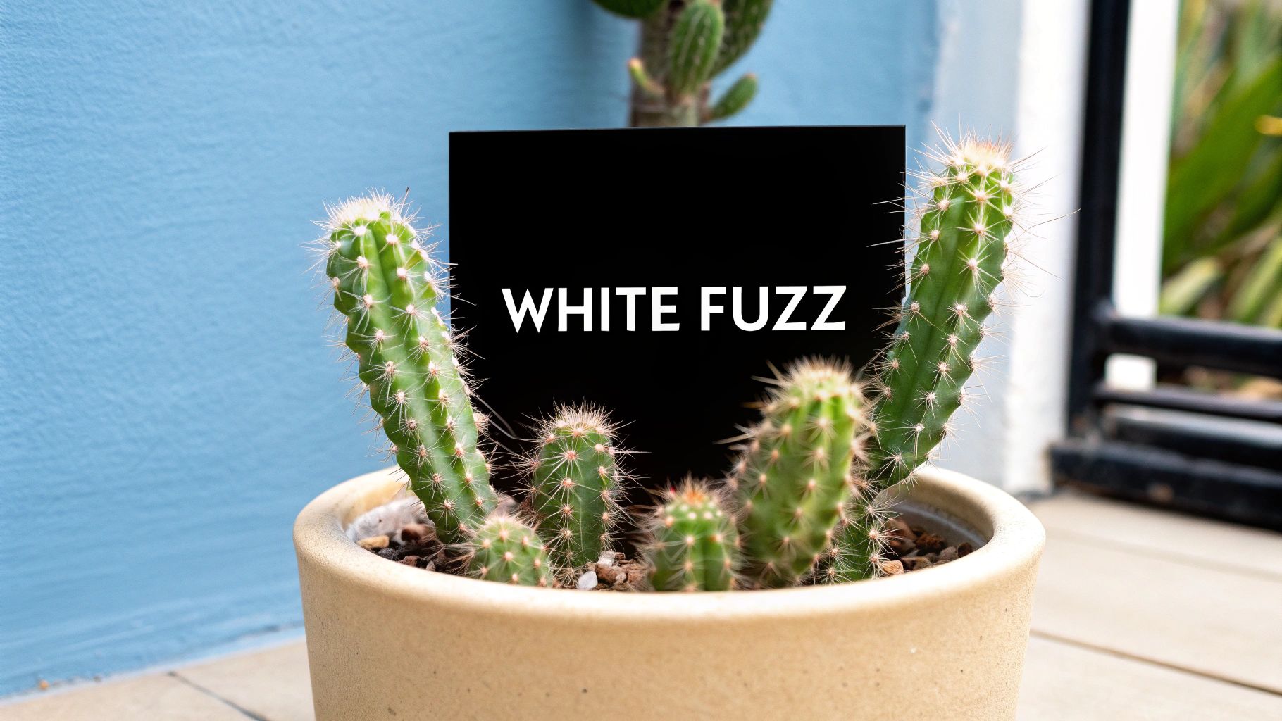white fuzz on cactus: quick fixes and prevention tips