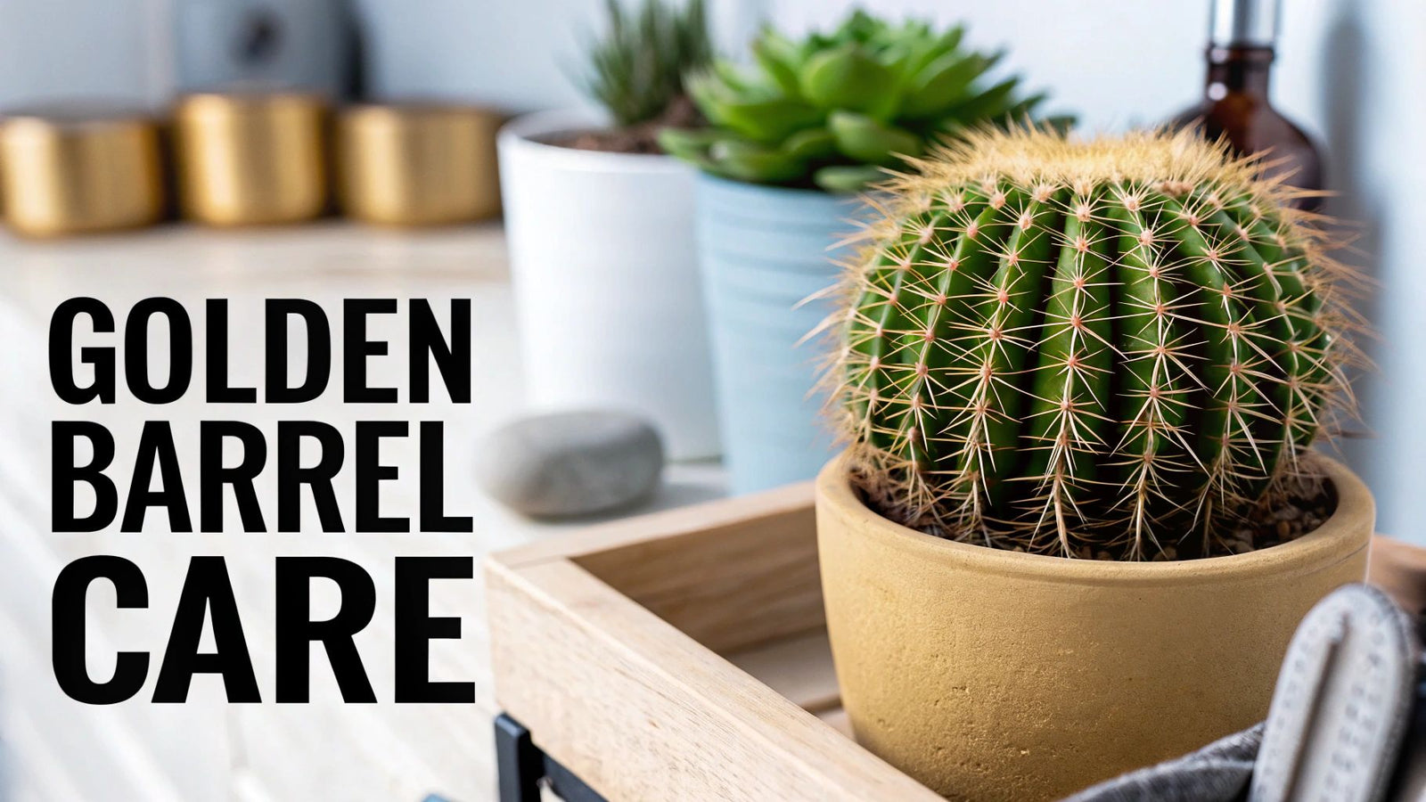 Golden Barrel Cactus Care Guide for Thriving Plants - The Cactus Outlet