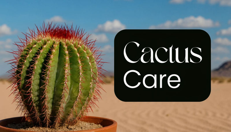 Fire Barrel Cactus Care: A Complete Grower's Guide - The Cactus Outlet