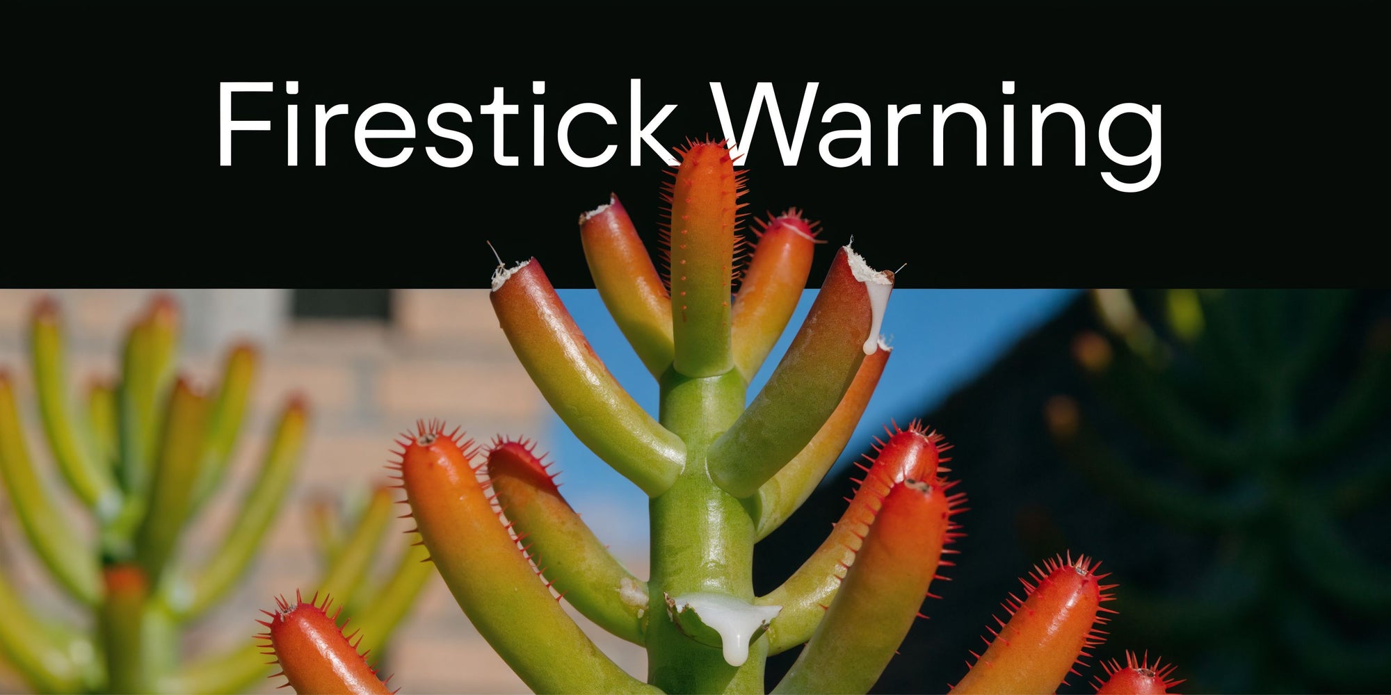 Firestick Plant Toxic: Dangers for Pets & Humans - The Cactus Outlet