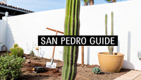 A Grower's Guide to the San Pedro Cactus - The Cactus Outlet