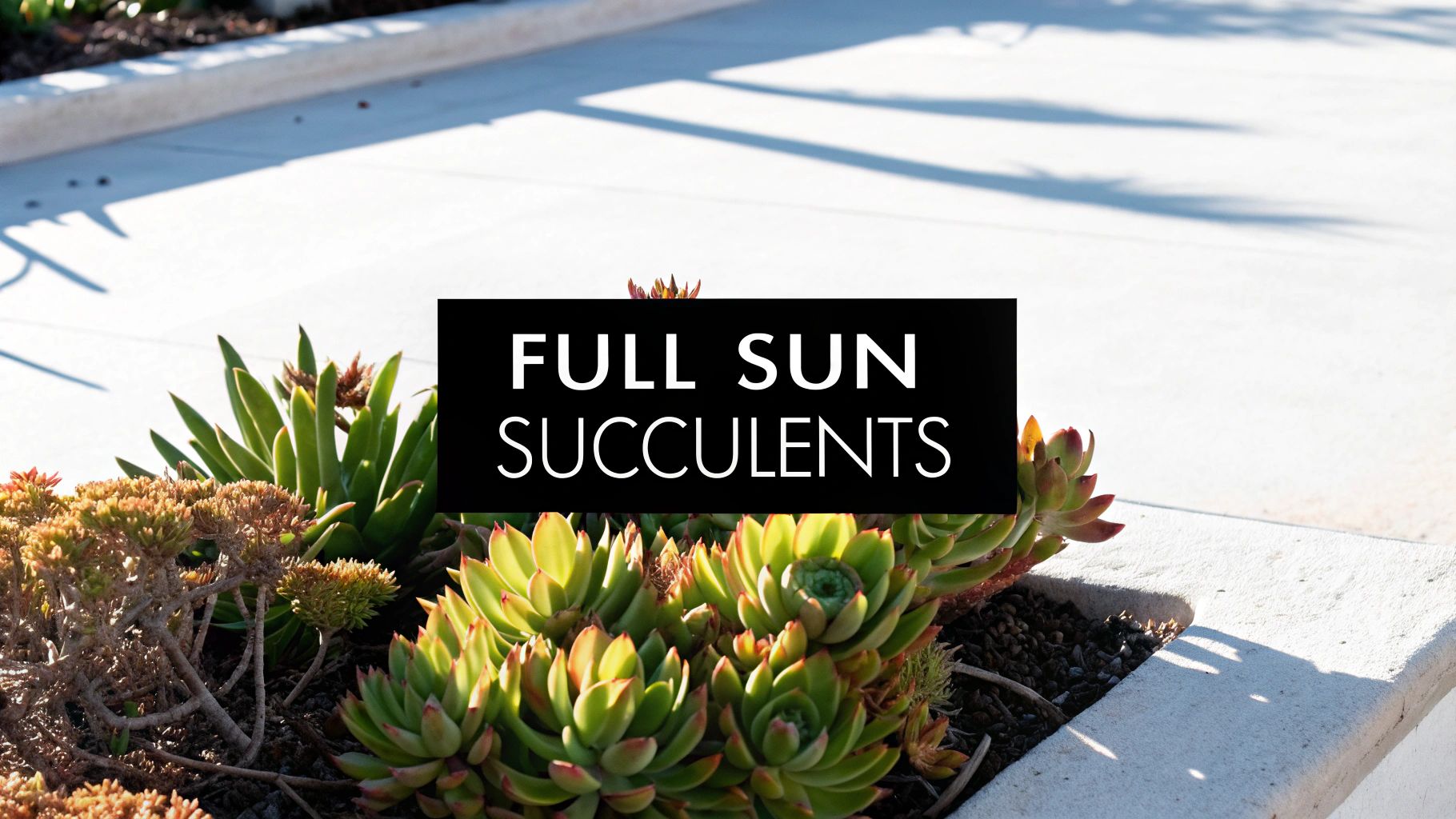Succulent Plants Full Sun: A Gardener's Guide to Thriving in Bright Light
