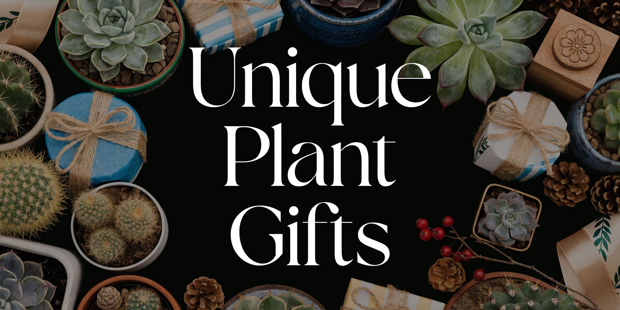 Unique Gifts for Plant Lovers – Top Ideas & Tips - The Cactus Outlet