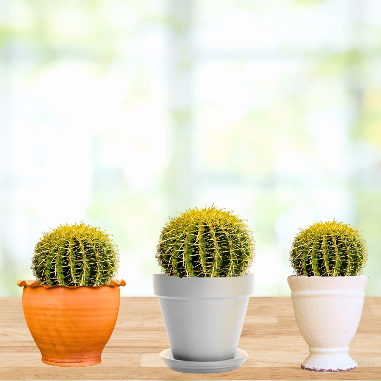 indoor cactus plant pots Golden Barrel Cactus| Large Echinocactus grusonii For Sale Online