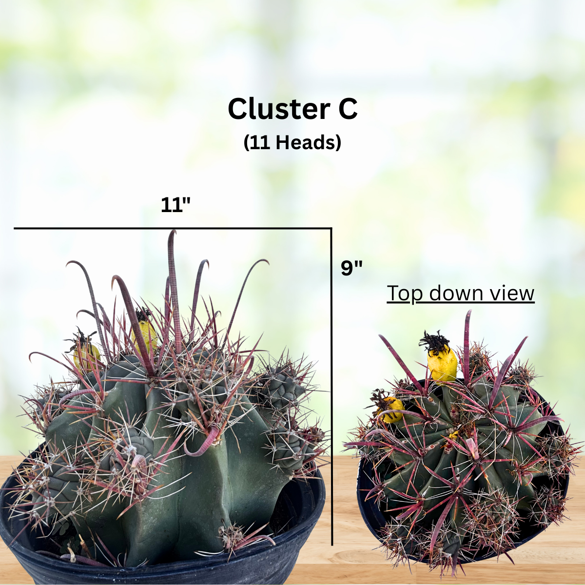 Southwest Barrel Cactus