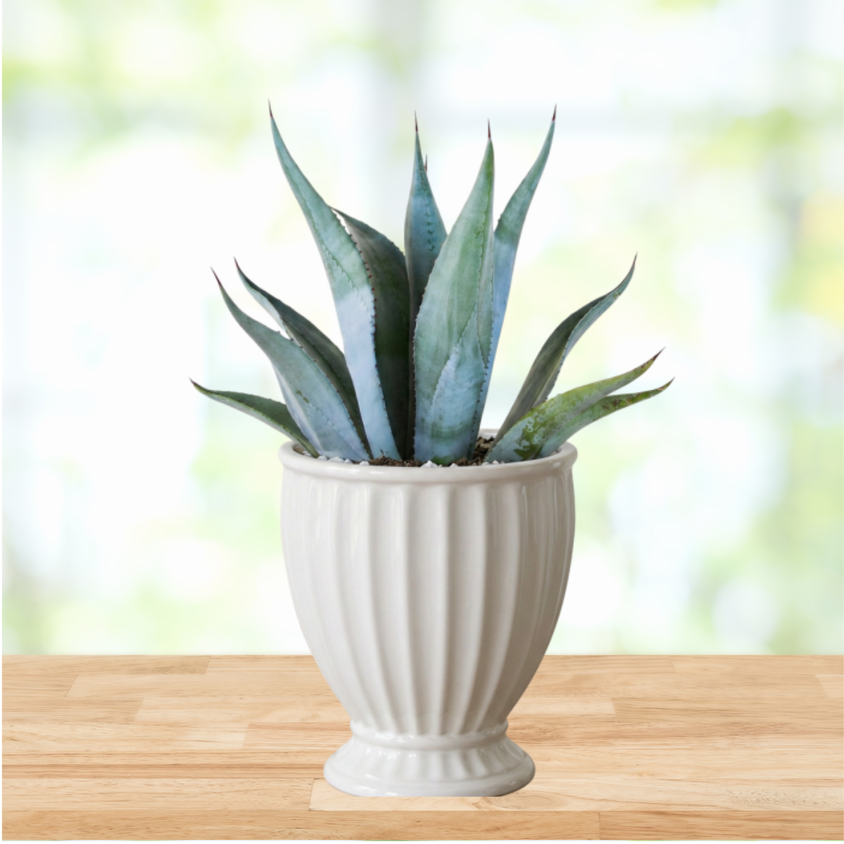 Large Blue Agave franzosinii for Sale | Giant Blue Agave - The