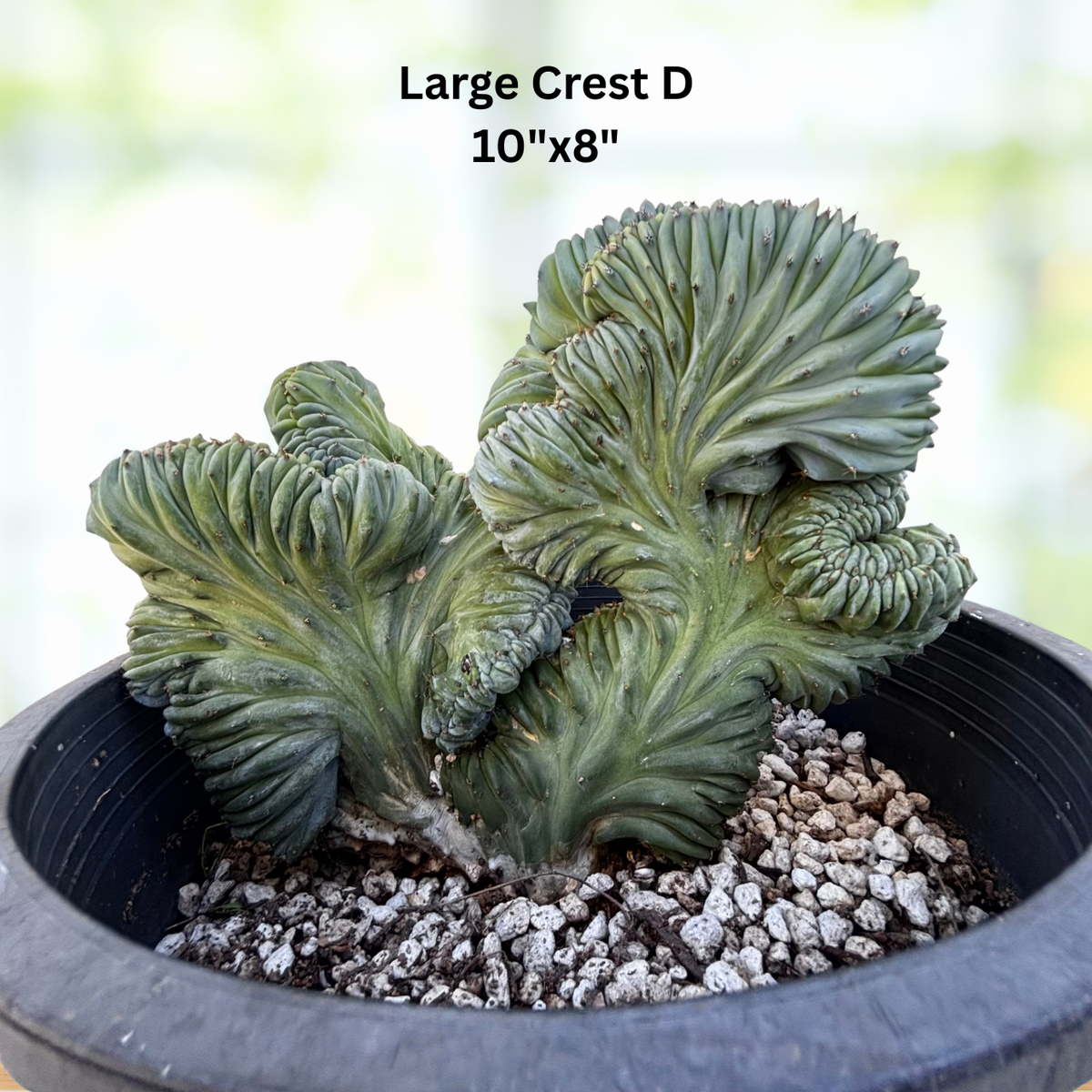 Crested Blue Flame