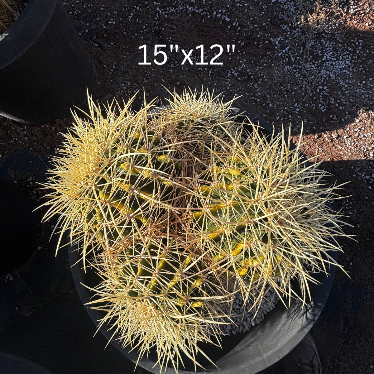 White spined golden barrel cactus cluster in a pot on a dark background