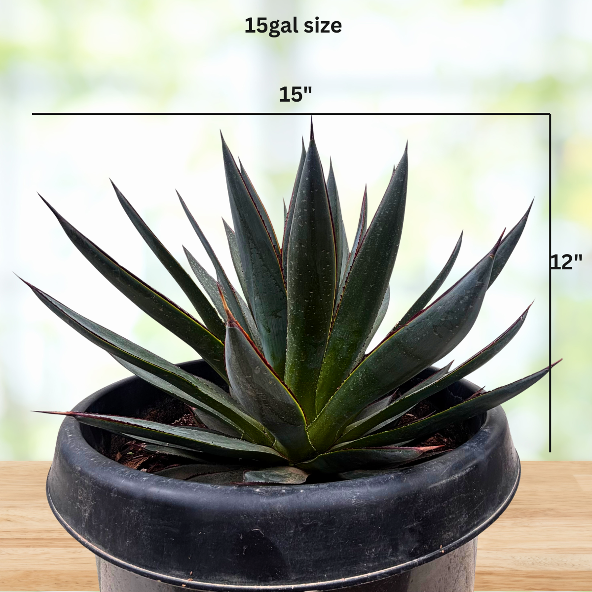 Agave Blue Glow | Big Beautiful Indoor & Outdoor Agave For Sale