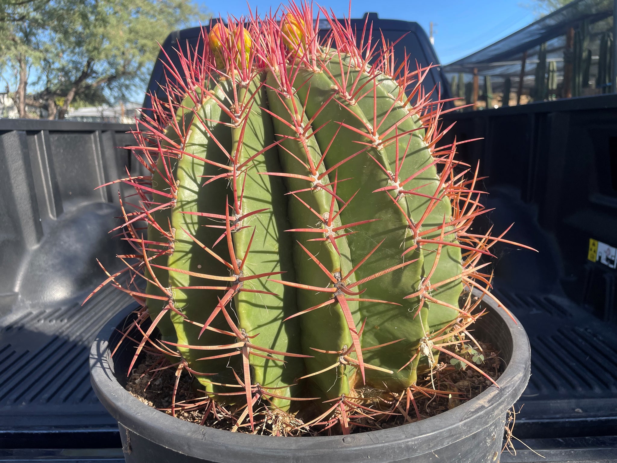 succulent with red spikes Ferocactus Pringlei