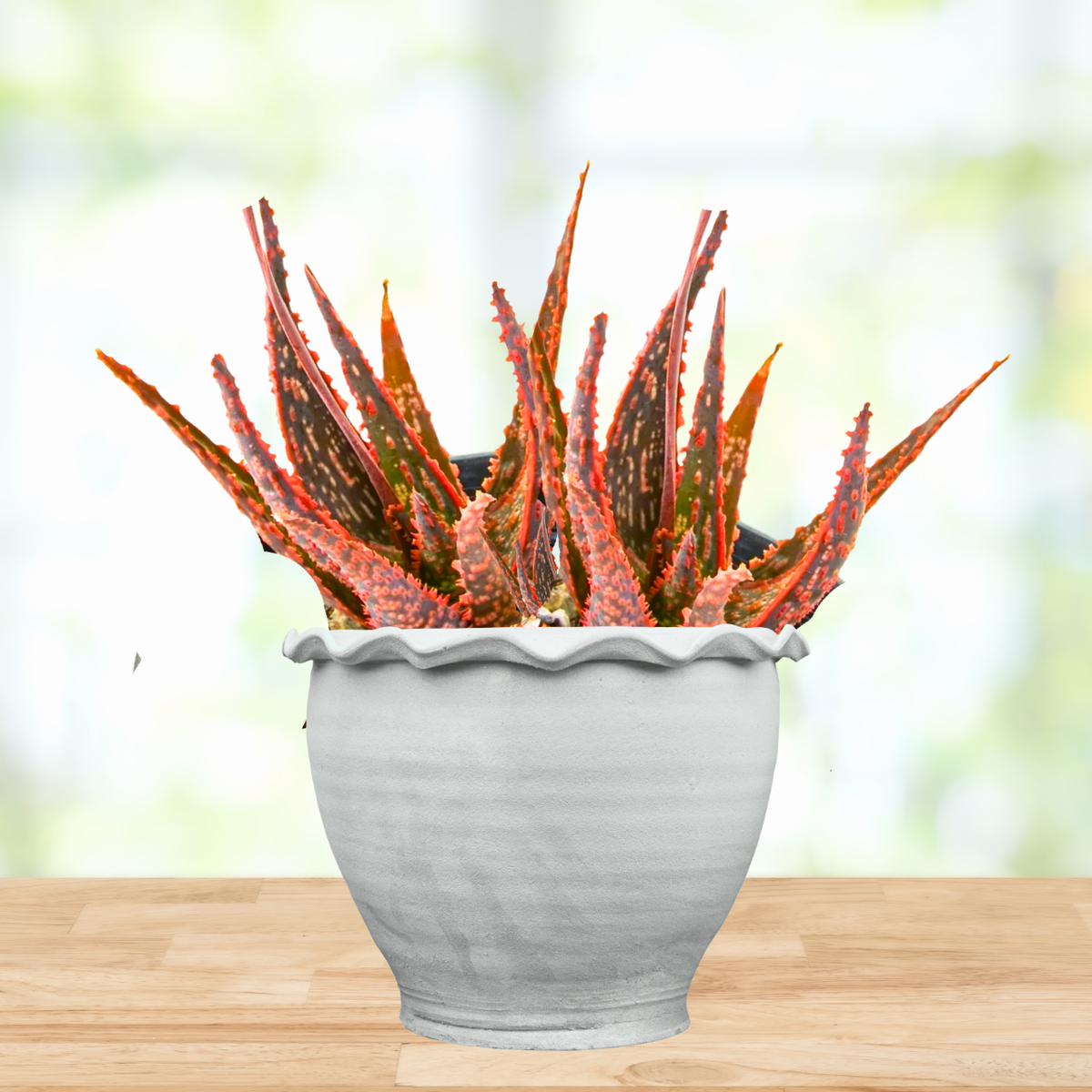 Potted Christmas carol aloe plant with red and green leaves in a white pot on a wooden surface with a blurred background
