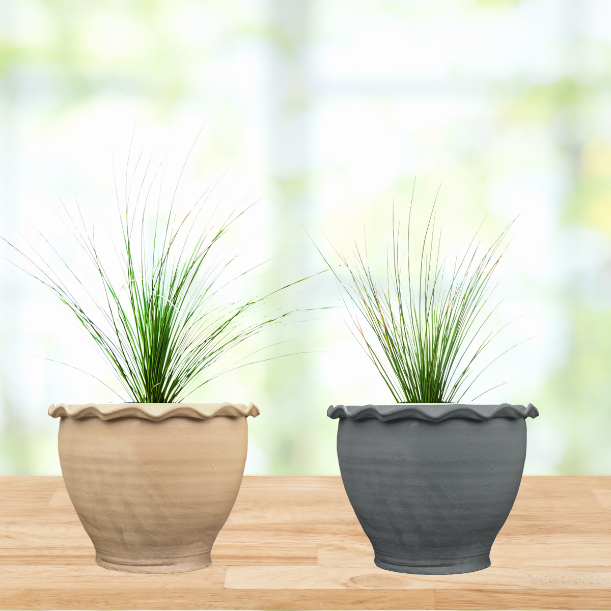 Mexican Grass Tree