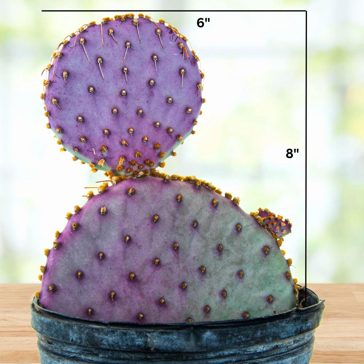 types of prickly cactus Santa Rita Prickly Pear