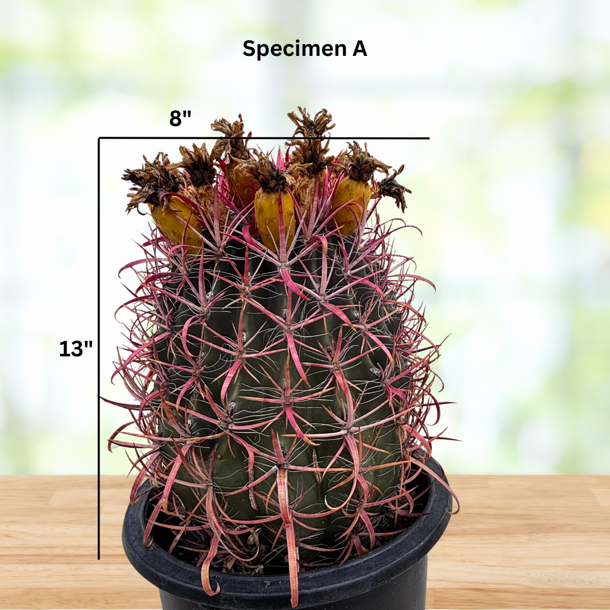 Ferocactus Gracilis