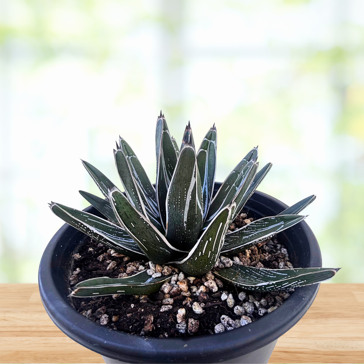 Agave pintilla succulent plant in a nursery pot on a wooden table