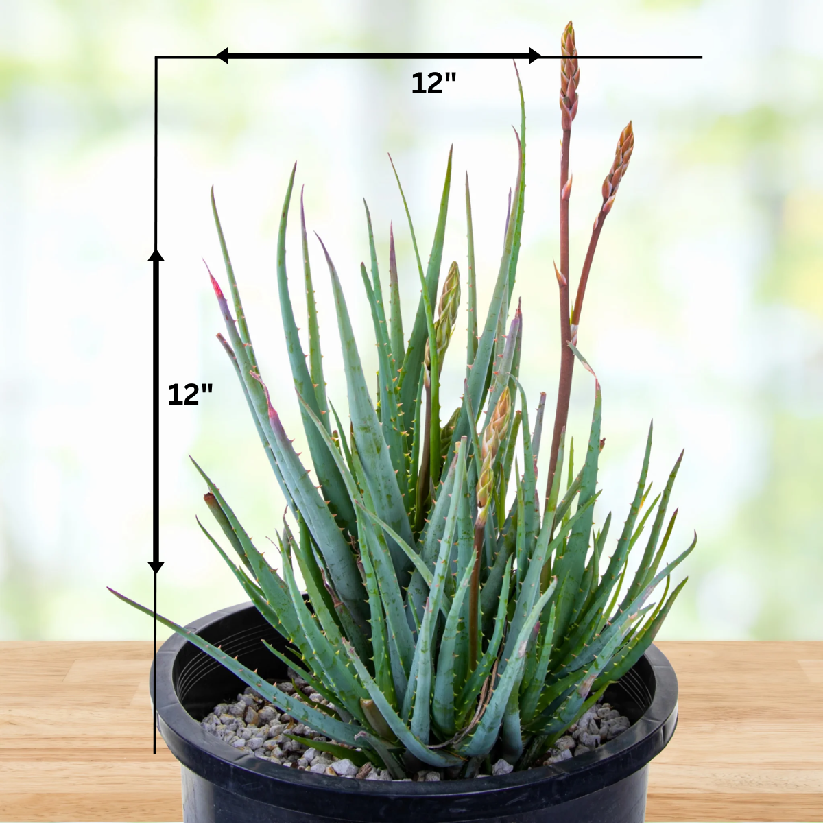 blue aloe vera plant care Aloe "Blue Elf"