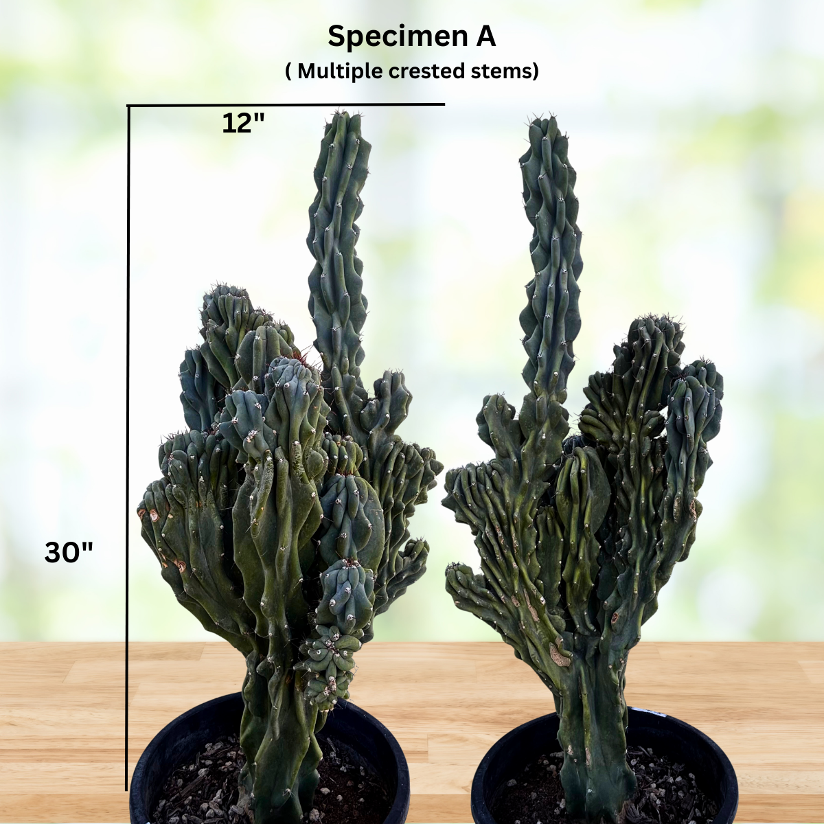 ventura cactus & succulents Curiosity Cactus| Cereus peruvianus monstrose| Cactus Outlet
