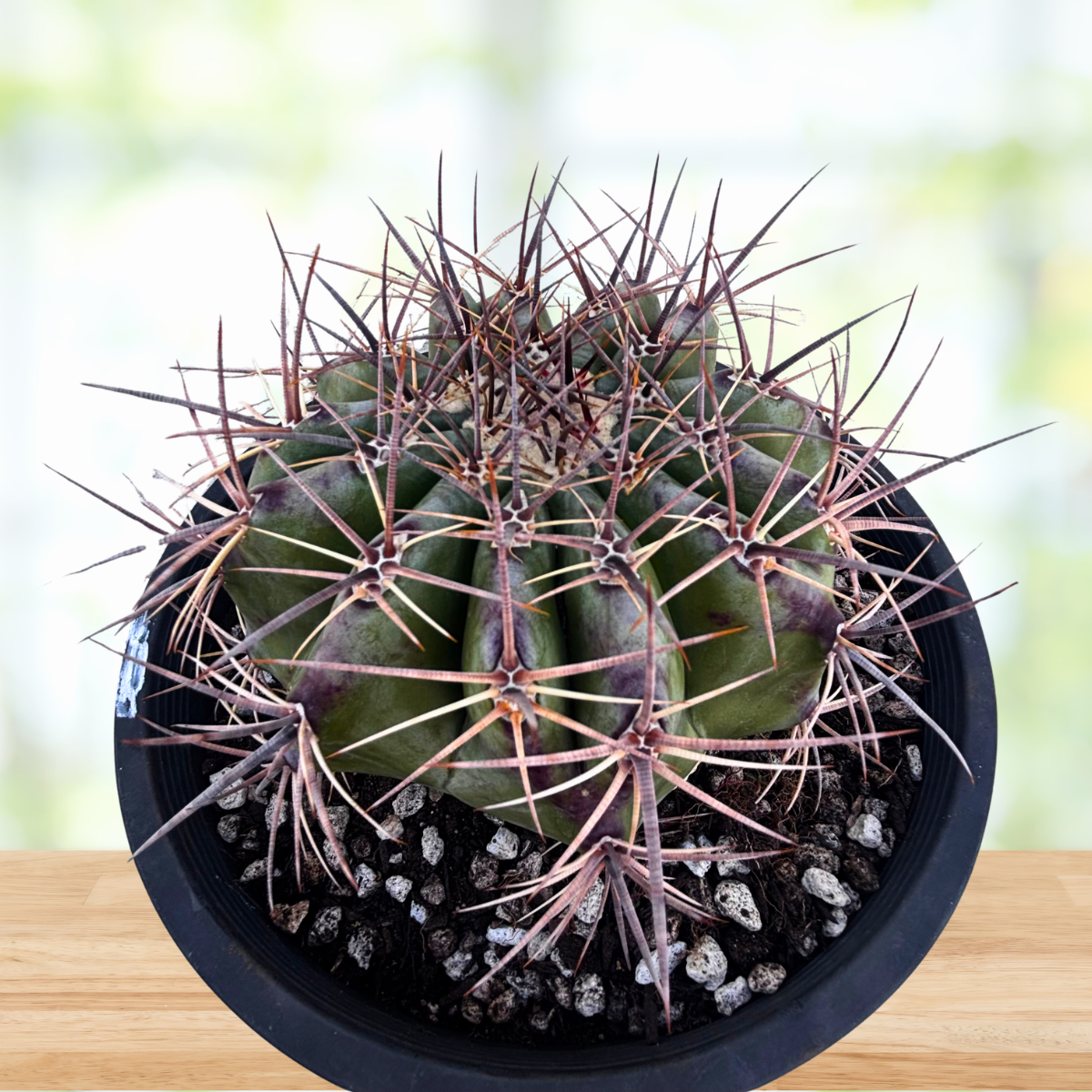 Potted cactus with spiky green and brown leaves on a wooden surface