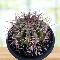 エキノカクタス　INGENS SUPER STRONGSPINES Echinocactus ingens (Giant Barrel Cactus) – Large Cactus for Sale