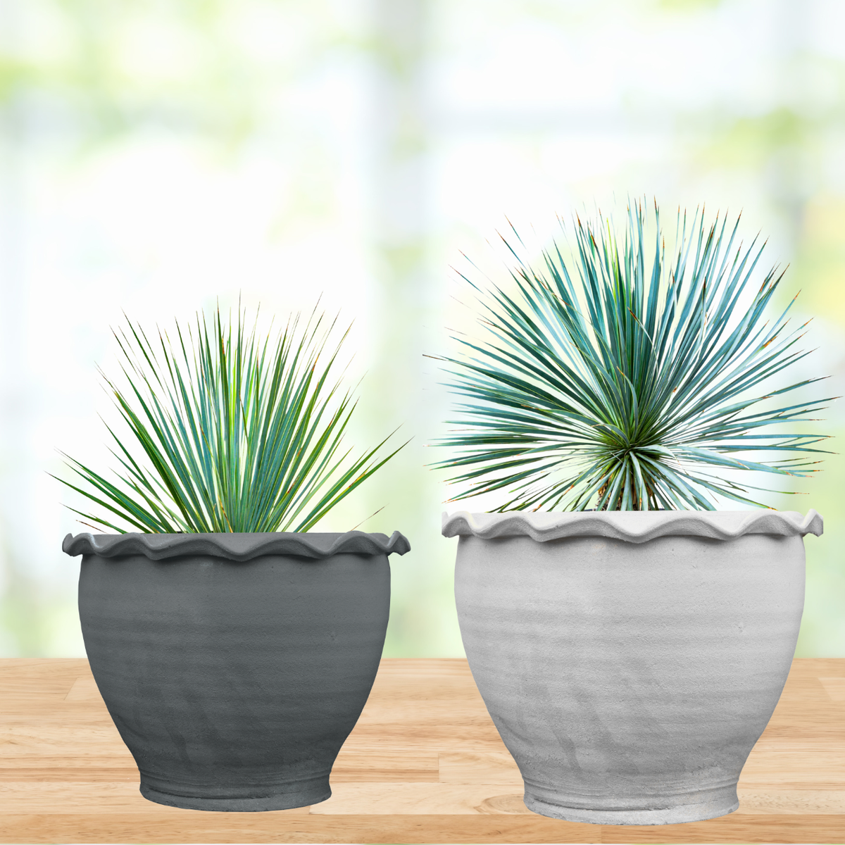 Yucca Rostrata