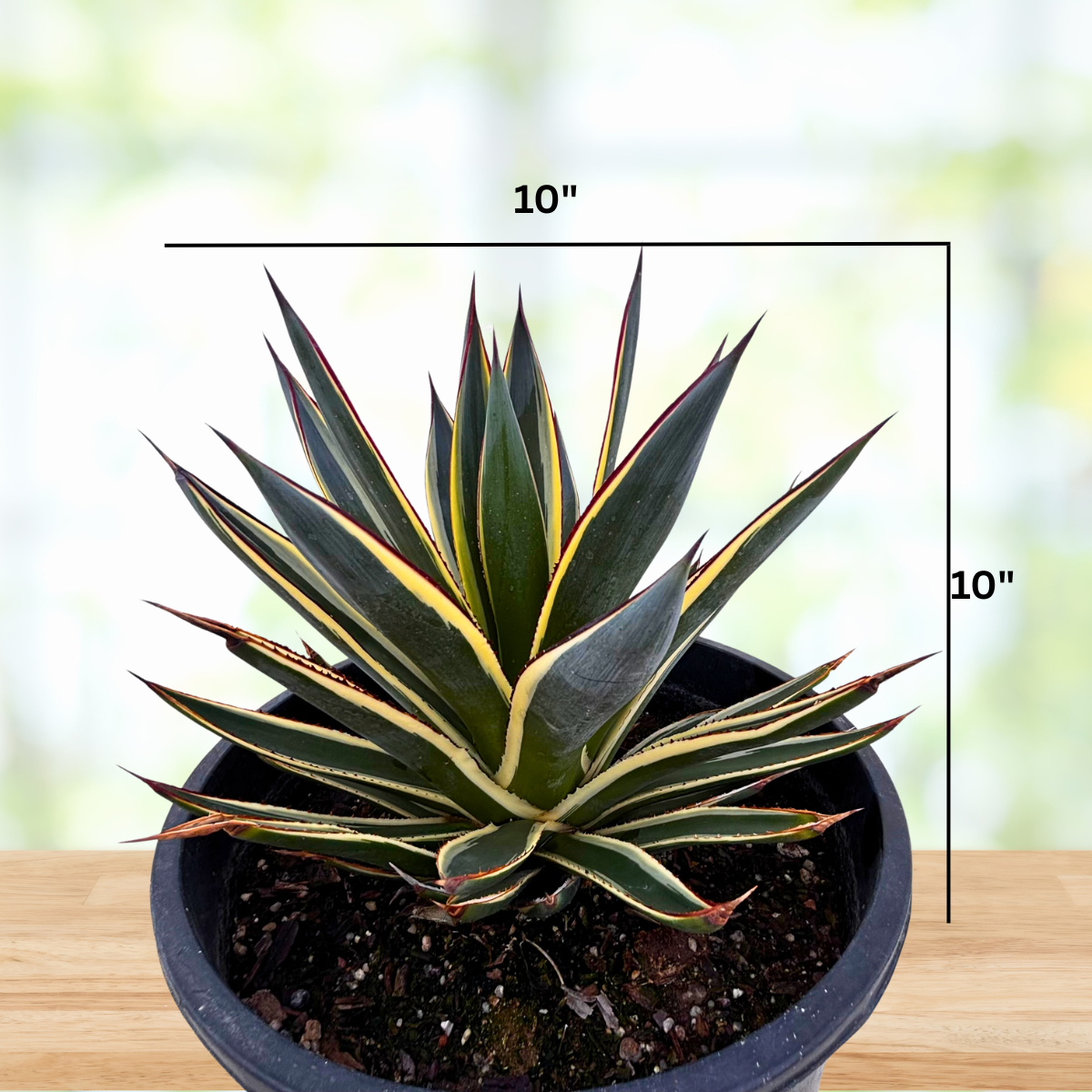 Potted Agave 'Snow Glow' plants with striped leaves on a wooden 