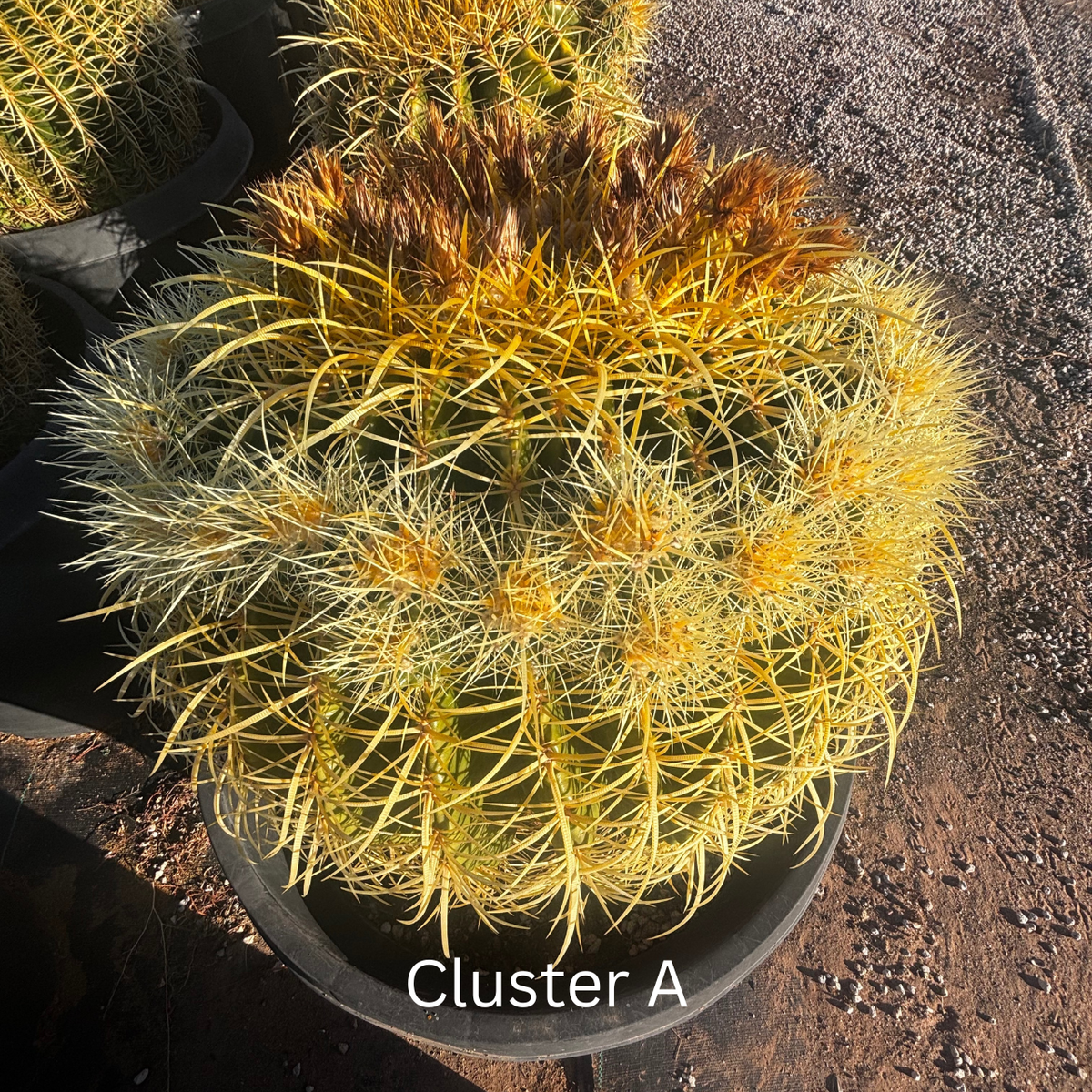 Golden Barrel Cactus