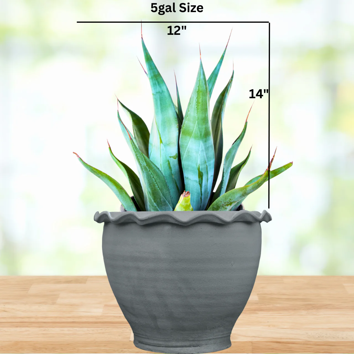 Agave Weberi