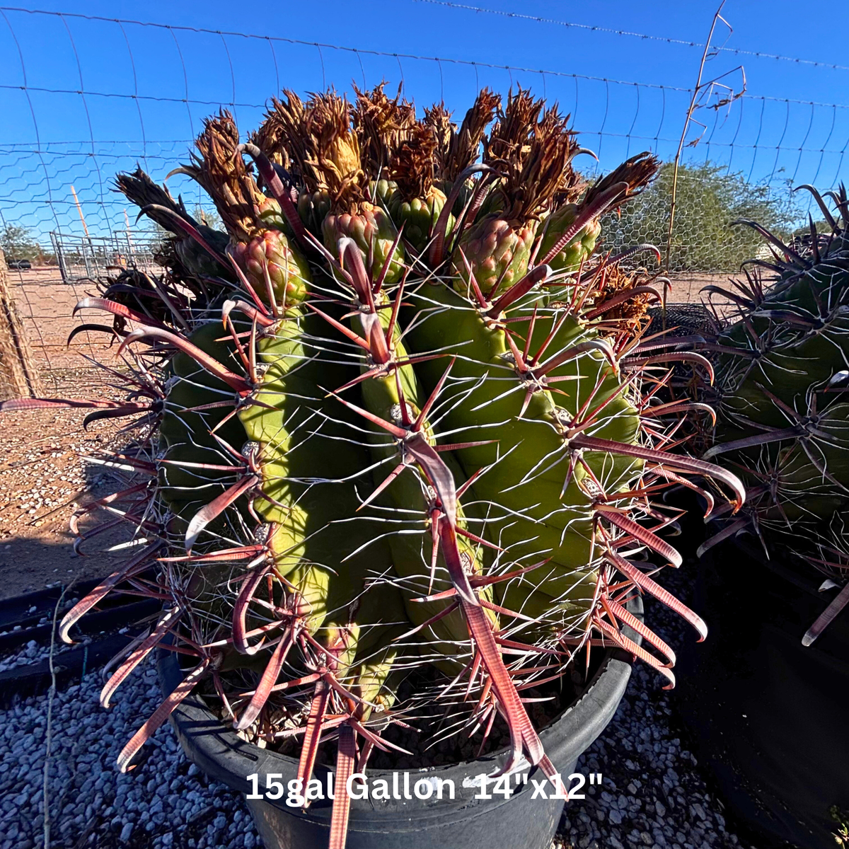 Ferocactus herrerae