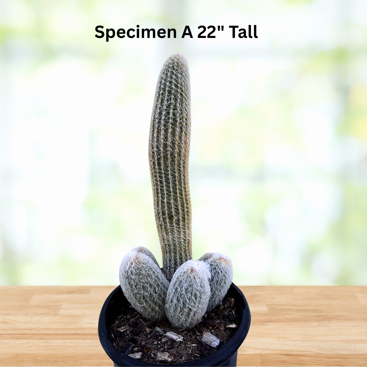 Tall cactus plant in a pot on a wooden surface with a blurred natural background
