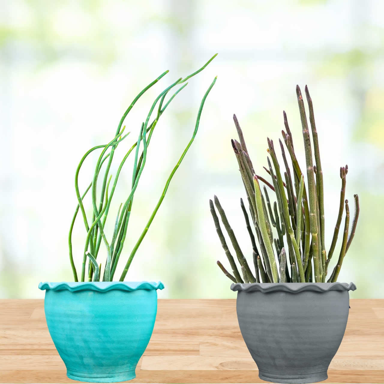 succulent lady slipper plant Pedilanthus macrocarpus for Sale | Tall Lady Slipper Plant