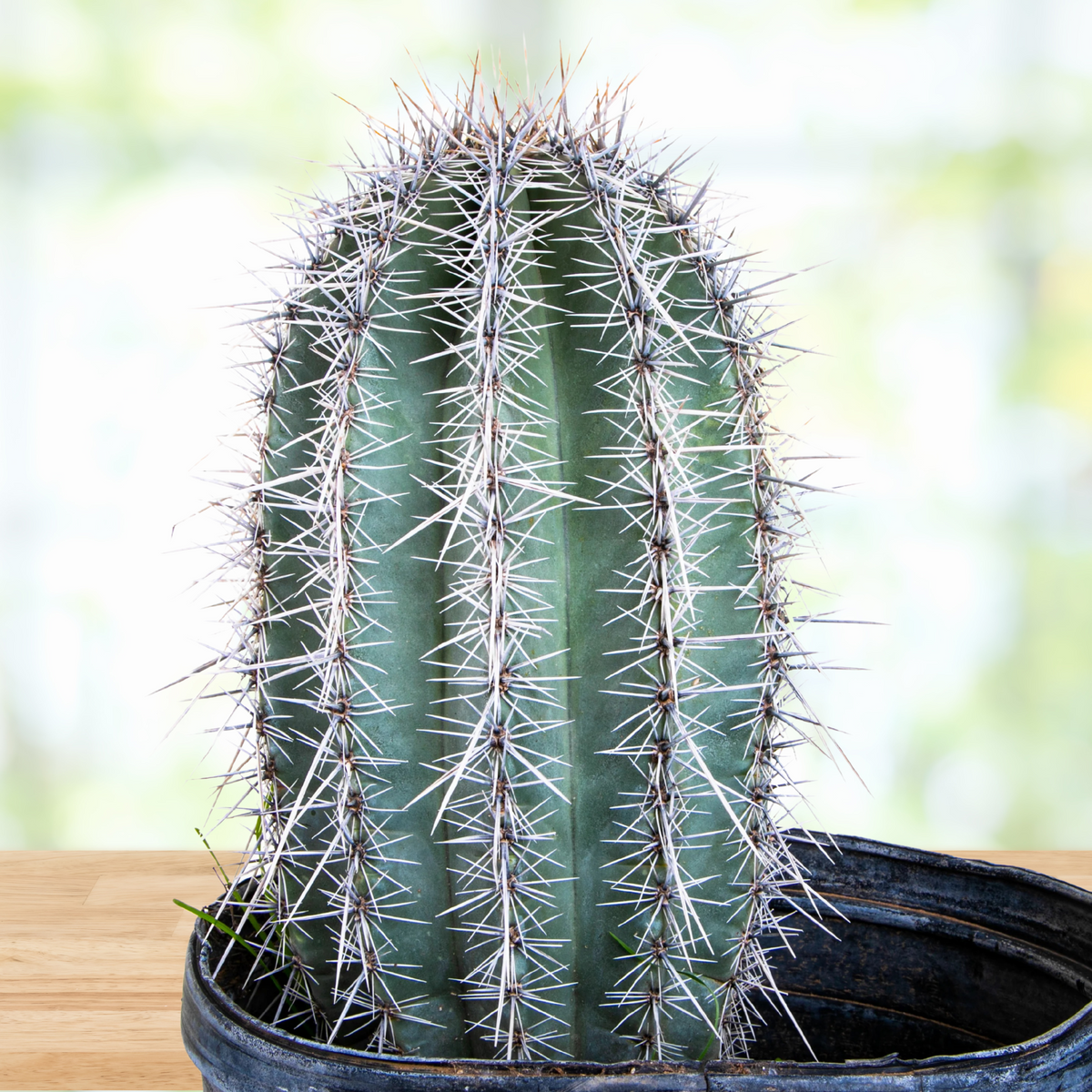Saguaro Cactus, Carnegia Gigantea Cactus Plant One Foot Tall Size on a wooden table for Sale Online in a 5gal Cactus Nursery Pot
