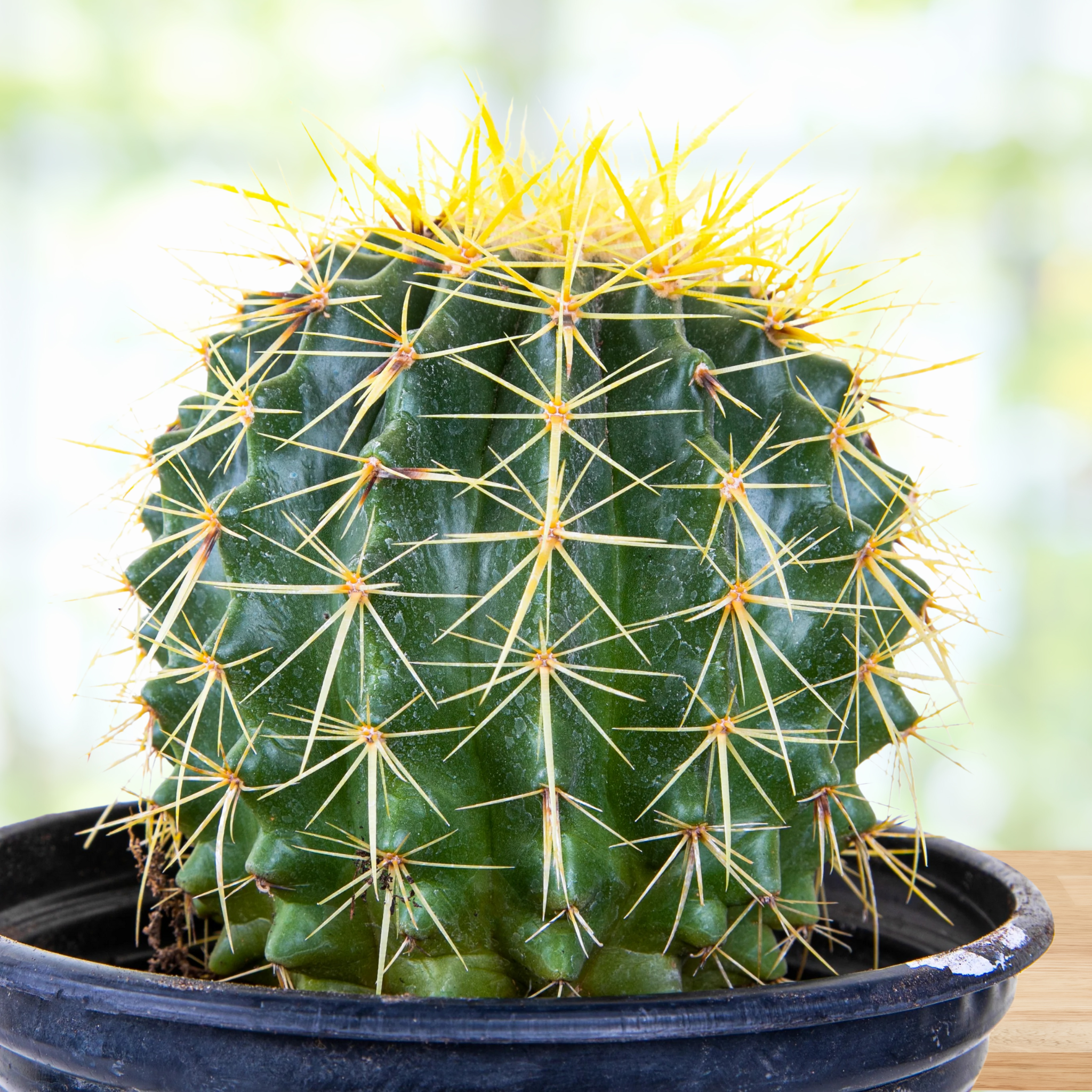 types of barrel cactus Golden Barrel Cactus
