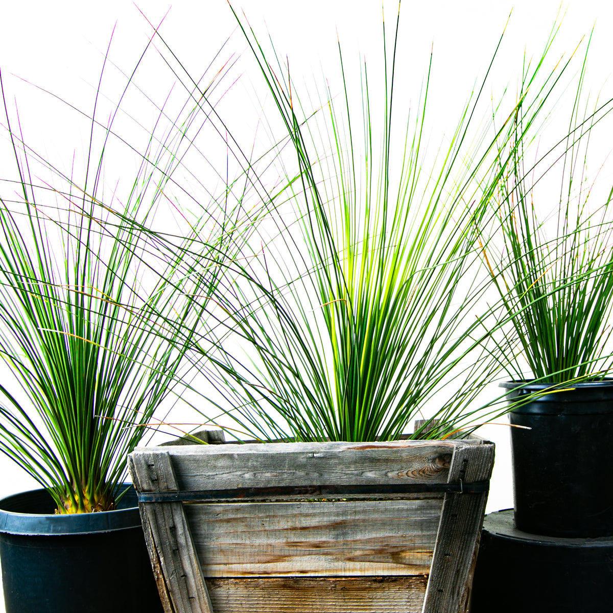 Group of Three Large Tall and Mature Dasylirion Longissimum or &quot;Mexican Grass Tree&quot; Succulents For Sale Online 