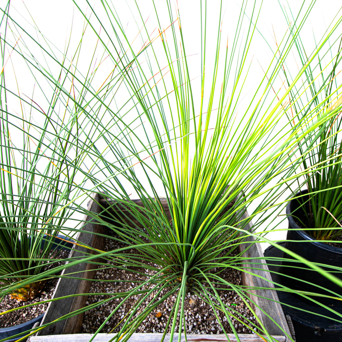 Large Dasylirion Longissimum or &quot;Mexican Grass Tree&quot; Succulent For Sale Online in a Cactus Nursery Container