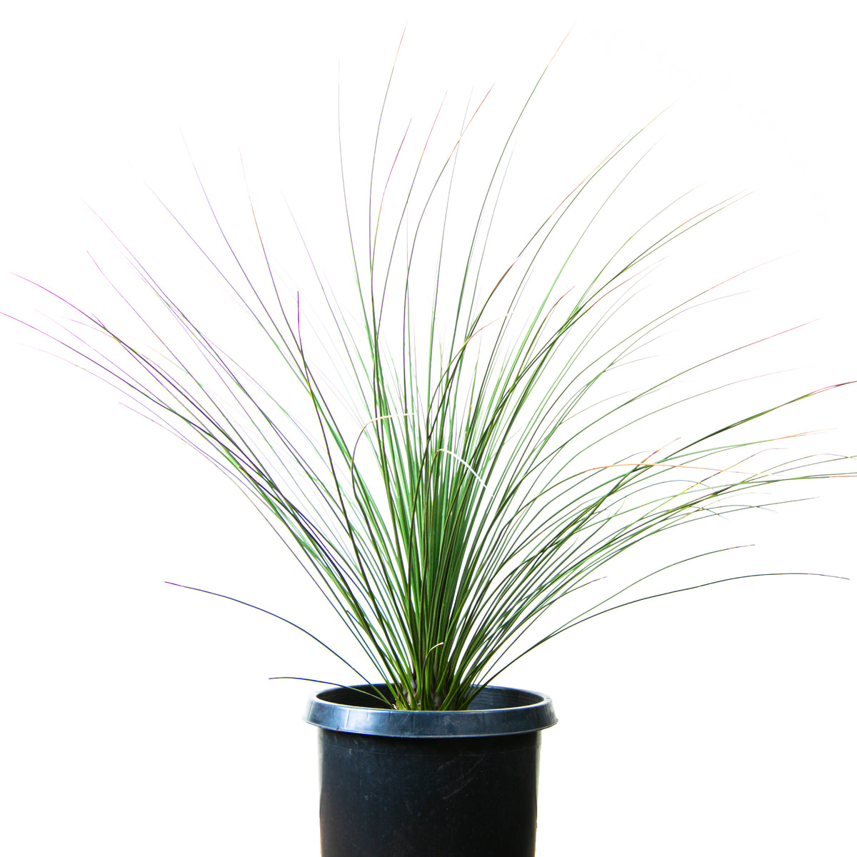 Large Dasylirion Longissimum or &quot;Mexican Grass Tree&quot; Succulent For Sale Online in a Cactus Nursery Pot