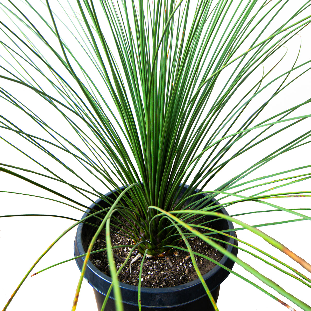 Large Dasylirion Longissimum or &quot; Toothless Mexican Grass Tree&quot; Succulent For Sale Online in a Cactus Nursery Pot