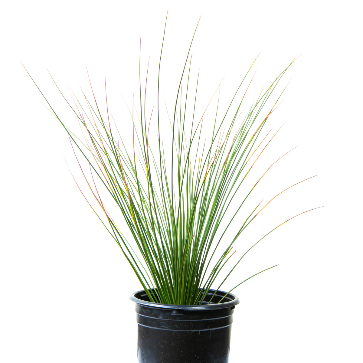 Large Dasylirion Longissimum or &quot;Mexican Grass Tree&quot; Succulent For Sale Online  in a Cactus Nursery Pot