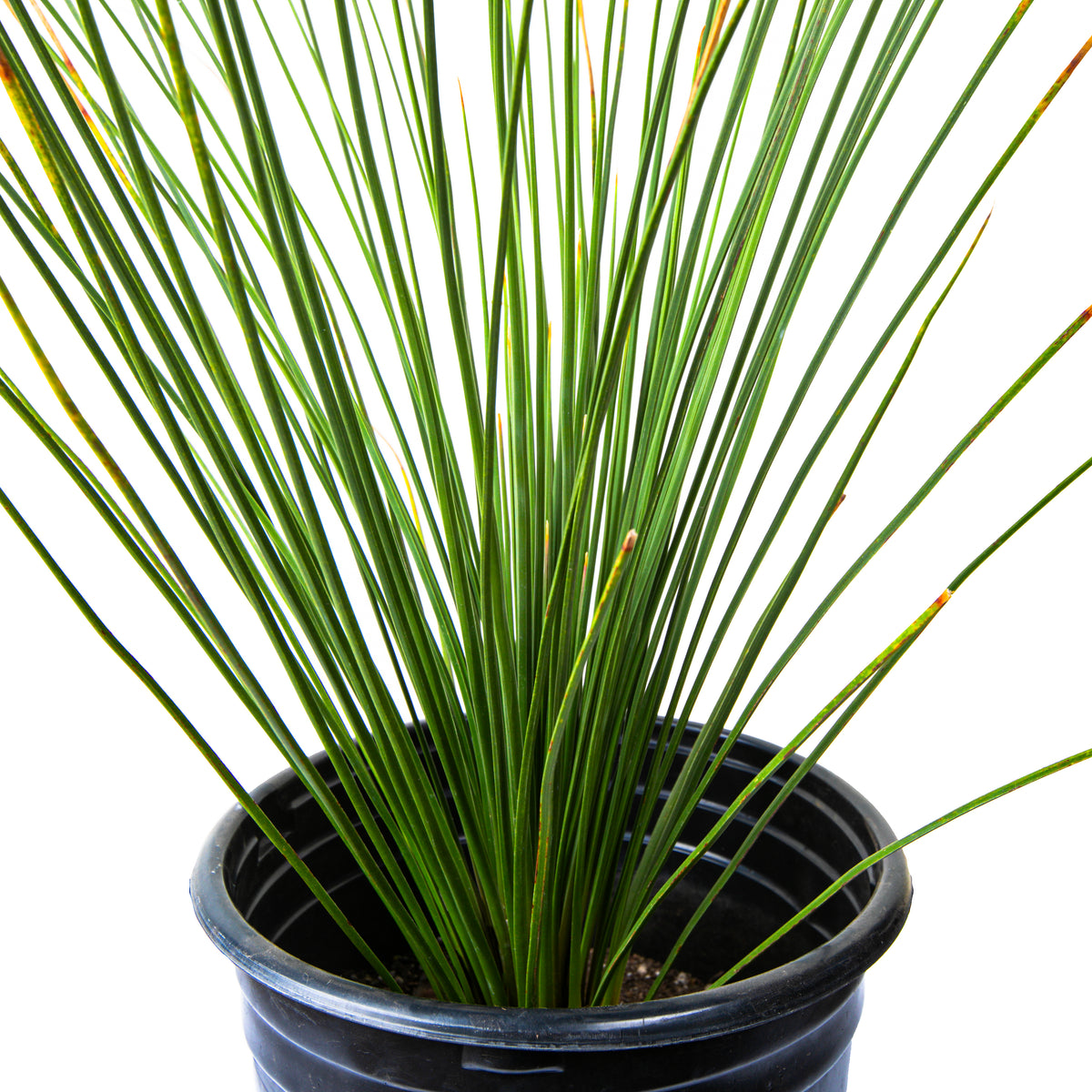 Close up of the Large Dasylirion Longissimum or &quot; Toothless Mexican Grass Tree&quot; Succulent For Sale Online in a Cactus Nursery Pot
